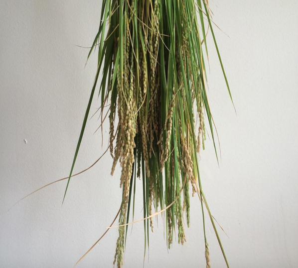 Abofarm